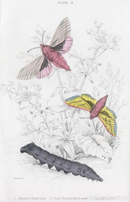 Arte: PEQUE&Ntilde;O GRABADO ILUMINADO DE LIZARS, 1836. MARIPOSA N., POLILLA. ESFINGE MORADA o DEILEPHILA ELPENOR