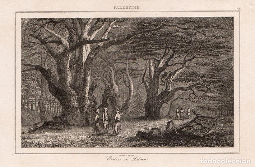 Arte: GRABADO AL ACERO DE 1845, VISTA DE UN BOSQUE DE CEDROS EN EL L&Iacute;BANO, ANTIGUA PALESTINA, DE LEMA&Icirc;TRE
