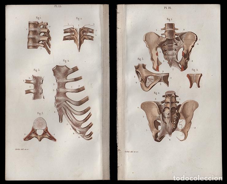 Arte: 2 PEQUE&Ntilde;OS GRABADOS COLOREADOS DE ANATOM&Iacute;A, 1850: ARTROLOG&Iacute;A. ARTICULACI&Oacute;N COSTILLAS, PELVIS. CORBI&Eacute;