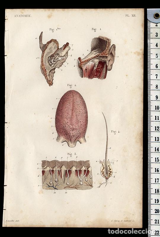 Arte: PEQUE&Ntilde;O GRABADO ANAT&Oacute;MICO ILUMINADO, 1855: &Oacute;RGANOS SENSORIALES. O&Iacute;DO, GUSTO, TACTO (PIEL). L&Eacute;VEILL&Eacute;