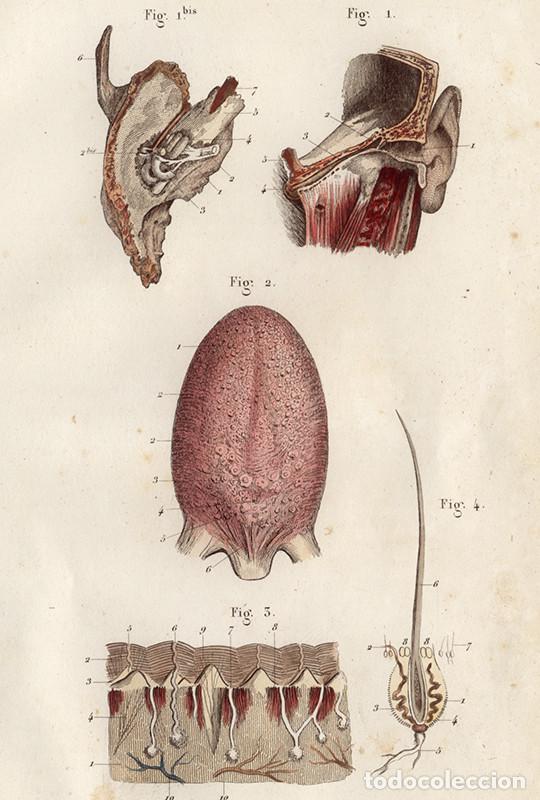 Kunst: PEQUE&Ntilde;O GRABADO ANAT&Oacute;MICO ILUMINADO, 1855: &Oacute;RGANOS SENSORIALES. O&Iacute;DO, GUSTO, TACTO (PIEL). L&Eacute;VEILL&Eacute;
