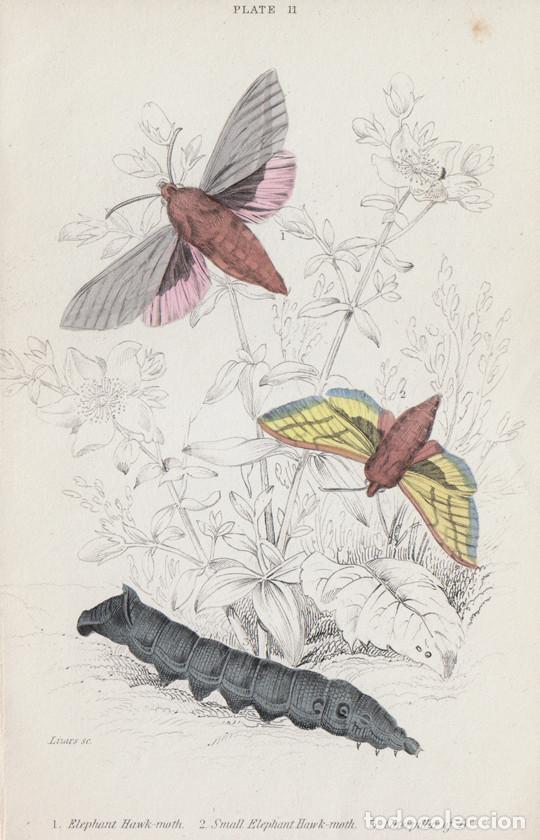 Arte: PEQUE&Ntilde;O GRABADO ILUMINADO DE LIZARS, 1836. MARIPOSA N., POLILLA. ESFINGE MORADA o DEILEPHILA ELPENOR