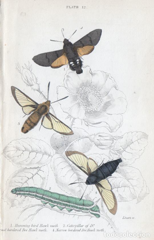 Arte: PEQUE&Ntilde;O GRABADO ILUMINADO DE LIZARS, 1836. MARIPOSAS N., POLILLAS. ESFINGE COLIBR&Iacute;, E. ABEJORRO, &c.