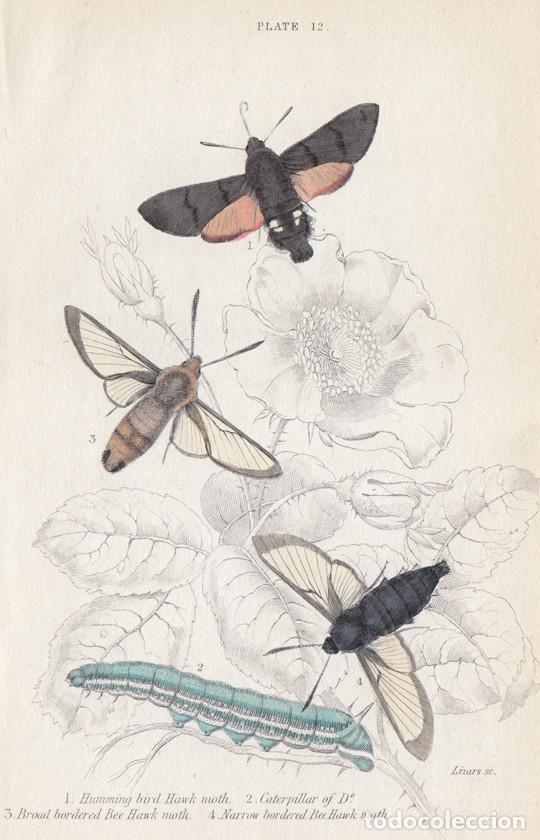 Arte: PEQUE&Ntilde;O GRABADO ILUMINADO DE LIZARS, 1836. MARIPOSAS N., POLILLAS. ESFINGE COLIBR&Iacute;, E. ABEJORRO, &c.