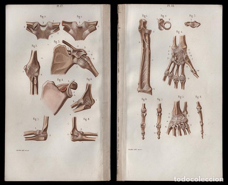 Arte: 2 PEQUE&Ntilde;OS GRABADOS COLOREADOS DE ANATOM&Iacute;A, 1850: ARTROLOG&Iacute;A. BRAZOS, HOMBROS, MANOS. GRAB&Oacute; CORBI&Eacute;