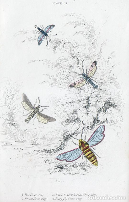 Arte: PEQUE&Ntilde;O GRABADO ILUMINADO DE LIZARS, 1836. MARIPOSAS N., POLILLAS. SESIA APIFORMIS, &c., CLEAR-WING