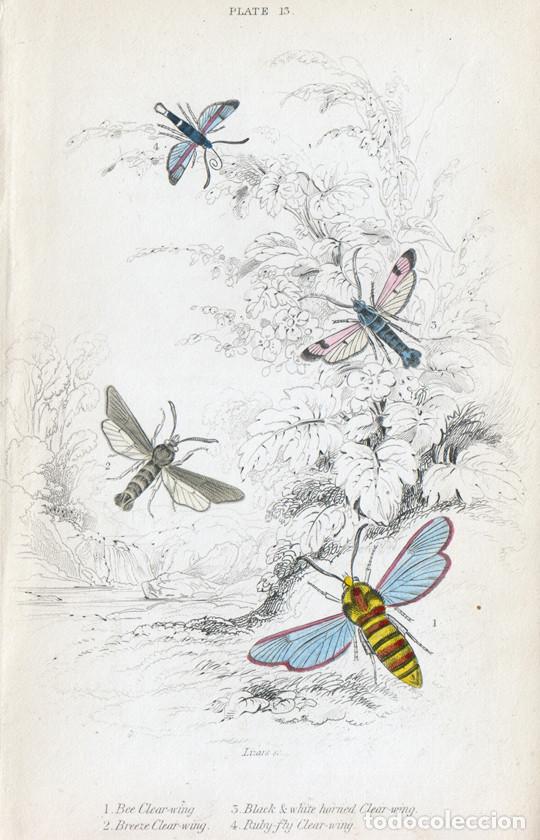 Arte: PEQUE&Ntilde;O GRABADO ILUMINADO DE LIZARS, 1836. MARIPOSAS N., POLILLAS. SESIA APIFORMIS, &c., CLEAR-WING