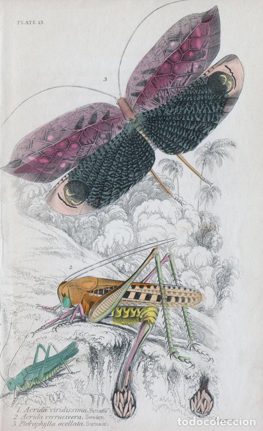 Arte: PEQUE&Ntilde;O GRABADO ILUMINADO DE LIZARS, 1840. ENTOMOLOG&Iacute;A. PTEROCHROZA OCELLATA, GRILLOS (Gryllus), &c.