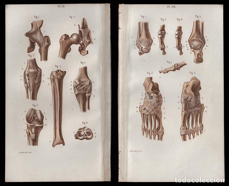 Arte: 2 PEQUE&Ntilde;OS GRABADOS COLOREADOS DE ANATOM&Iacute;A, DE 1850: ARTROLOG&Iacute;A. PIERNAS, RODILLA, PIE. GRAB&Oacute; CORBI&Eacute;