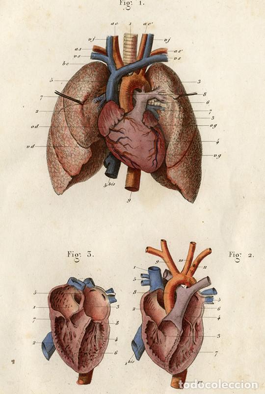 Arte: PEQUE&Ntilde;O GRABADO ANAT&Oacute;MICO ILUMINADO, 1855: APARATO RESPIRATORIO Y CIRCULATORIO. PULM&Oacute;N, CORAZ&Oacute;N...