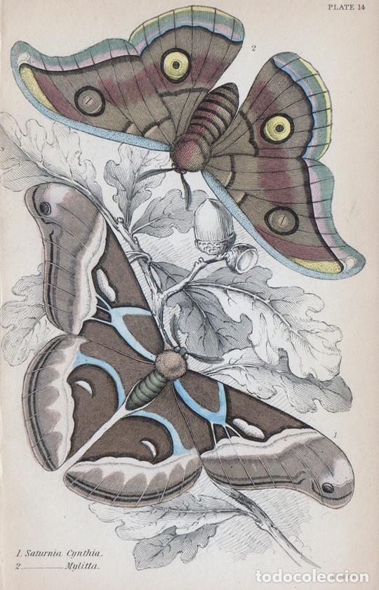 Arte: PEQUE&Ntilde;O GRABADO ILUMINADO, LIZARS 1841. MARIPOSAS, POLILLAS. SAMIA CYNTHIA o GUSANO SEDA RICINO &c.