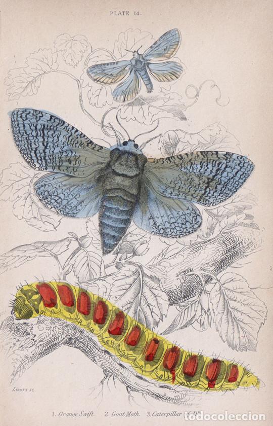 Arte: PEQUE&Ntilde;O GRABADO ILUMINADO DE LIZARS, 1836. MARIPOSAS, POLILLAS. COSSUS COSSUS, TRIODIA SYLVINA, &c.