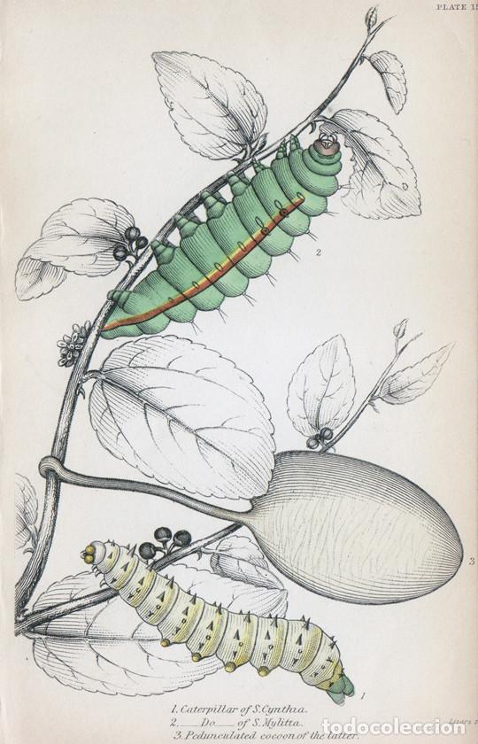 Arte: PEQUE&Ntilde;O GRABADO ILUMINADO, LIZARS 1841. POLILLAS. GUSANOS SEDA RICINO (SAMIA CYNTHIA), &c, CRIS&Aacute;LIDA