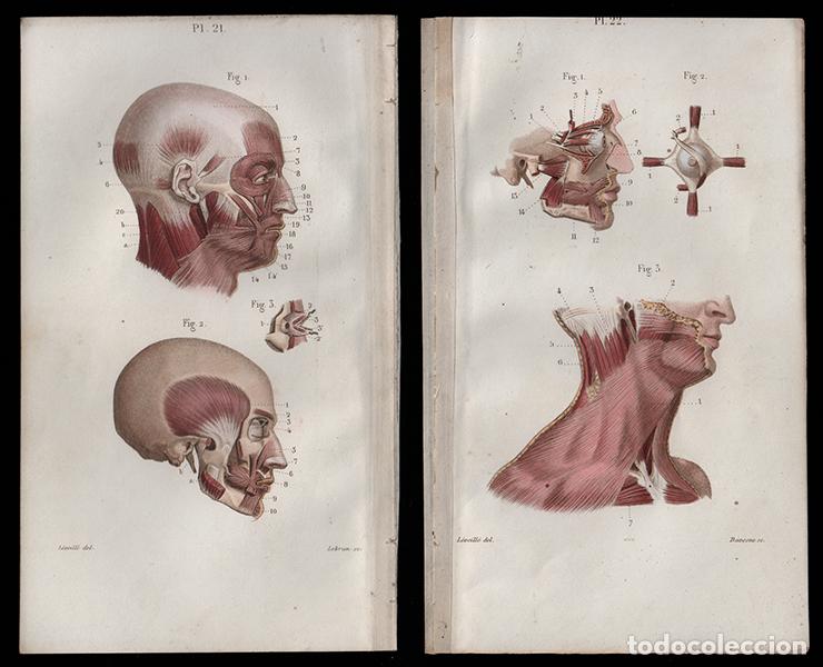 Arte: 2 PEQUE&Ntilde;OS GRABADOS COLOREADOS DE ANATOM&Iacute;A, DE 1850: MIOLOG&Iacute;A. M&Uacute;SCULOS CARA, CABEZA, OJOS. L&Eacute;VEILL&Eacute;