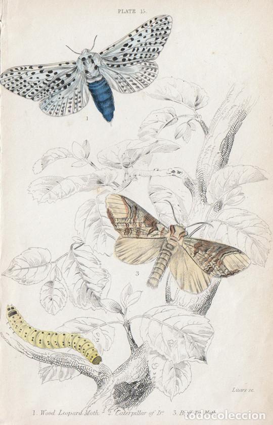 Arte: PEQUE&Ntilde;O GRABADO ILUMINADO, LIZARS 1836. MARIPOSAS, POLILLAS. TALADRO AMARILLO (Zeuzera pyrina), &c.