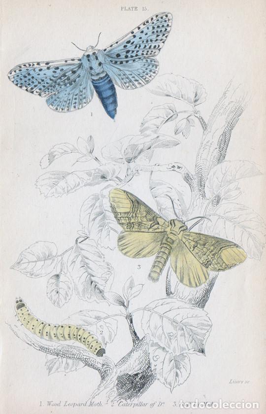 Arte: PEQUE&Ntilde;O GRABADO ILUMINADO, LIZARS 1836. MARIPOSAS, POLILLAS. TALADRO AMARILLO (Zeuzera pyrina), &c.