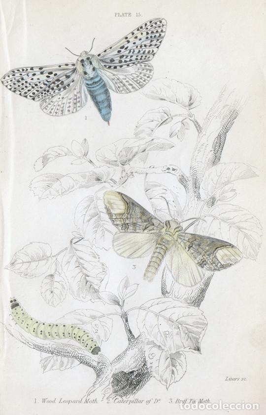 Arte: PEQUE&Ntilde;O GRABADO ILUMINADO, LIZARS 1836. MARIPOSAS, POLILLAS. TALADRO AMARILLO (Zeuzera pyrina), &c.