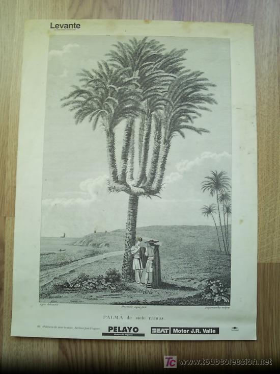 Art: Palmera de siete brazos * REPRODUCCI&Oacute;N *