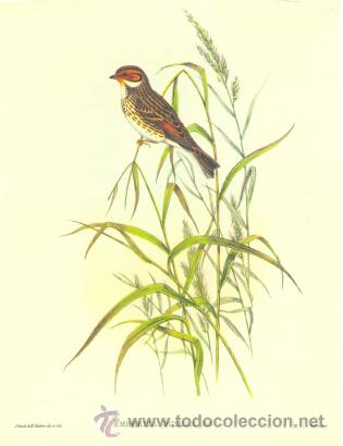 Arte: 2 laminas impresas .. De p&aacute;jaros - Foto 1