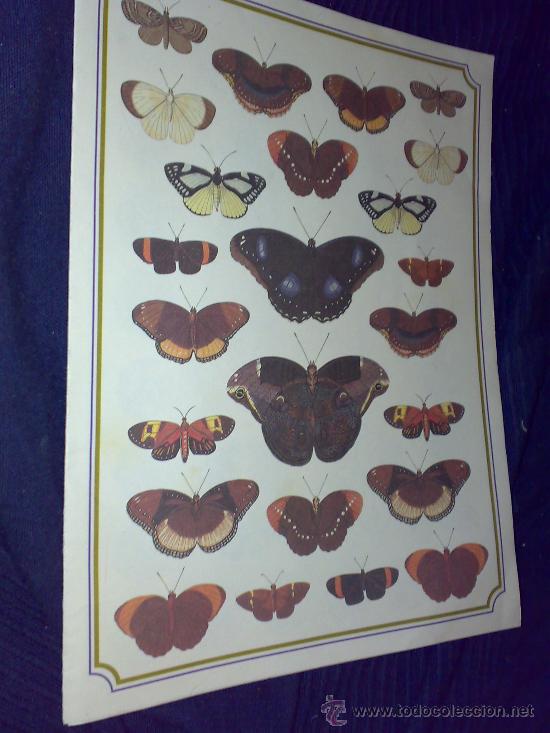Arte: L&aacute;mina con dibujos de mariposas. - Foto 1