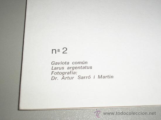 Arte: LAMINA N&ordm; 2 GAVIOTA COMUN - Foto 2