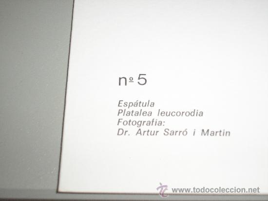 Arte: LAMINA N&ordm; 5 ESPATULA - Foto 2