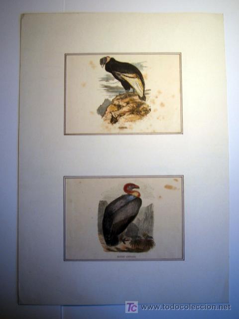 Arte: Lamina - Condor y Buitre Leonado - Foto 1