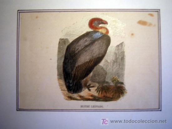 Arte: Lamina - Condor y Buitre Leonado - Foto 3