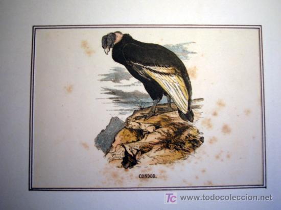Arte: Lamina - Condor y Buitre Leonado - Foto 2
