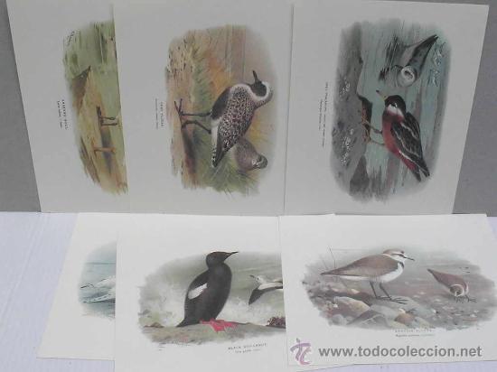 Kunst: 6 L&Aacute;MINAS DE AVES