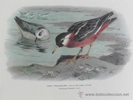 Arte: 6 L&Aacute;MINAS DE AVES - Foto 2