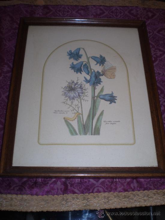 Arte: LAMINA DE BOTANICA ENMARCADA DE 1982 - Foto 1