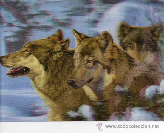 Kunst: BONITA LAMINA, TAMA&Ntilde;O POSTAL, CUADRO EFECTO 3D, LOBOS PARA ENMARCAR