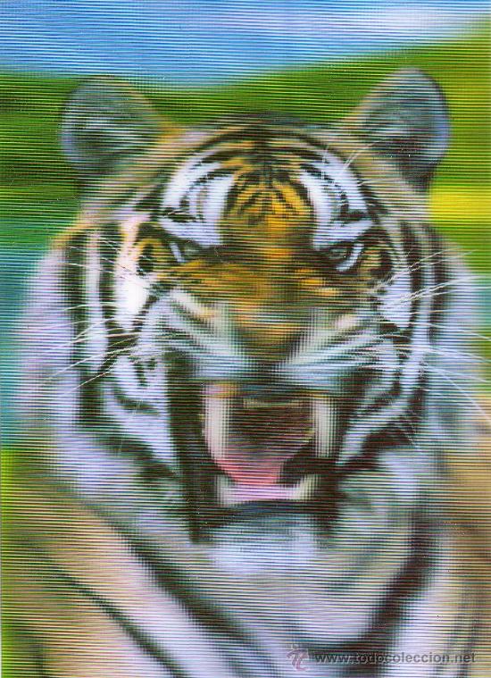 Art: BONITA LAMINA, TAMA&Ntilde;O POSTAL, CUADRO EFECTO 3D, TIGRE PARA ENMARCAR
