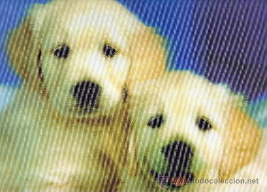 Art: BONITA LAMINA, TAMA&Ntilde;O 25X35, CUADRO EFECTO 3D, CACHORROS, PERROS ,PARA ENMARCAR