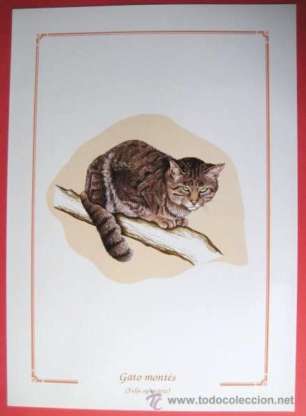 Arte: FAUNA Y FLORA DE CIUDAD REAL. GATO MONTES. FELIS SYLVESTRIS.  ENVIO GRATIS&iexcl;&iexcl;&iexcl;