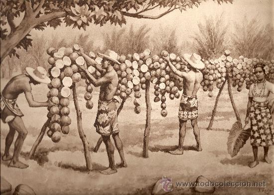 Art: LAMINA INGLESA - SECANDO COCOS EN LAS ISLAS DEL PACIFICO