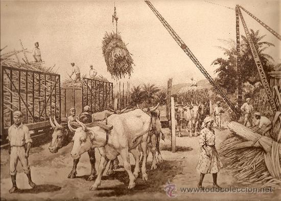 Art: LAMINA INGLESA - CARGANDO CA&Ntilde;AS DE AZUCAR EN JAMAICA
