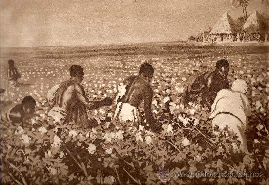 Art: LAMINA INGLESA - UN CAMPO DE ALGODON EN SUDAN
