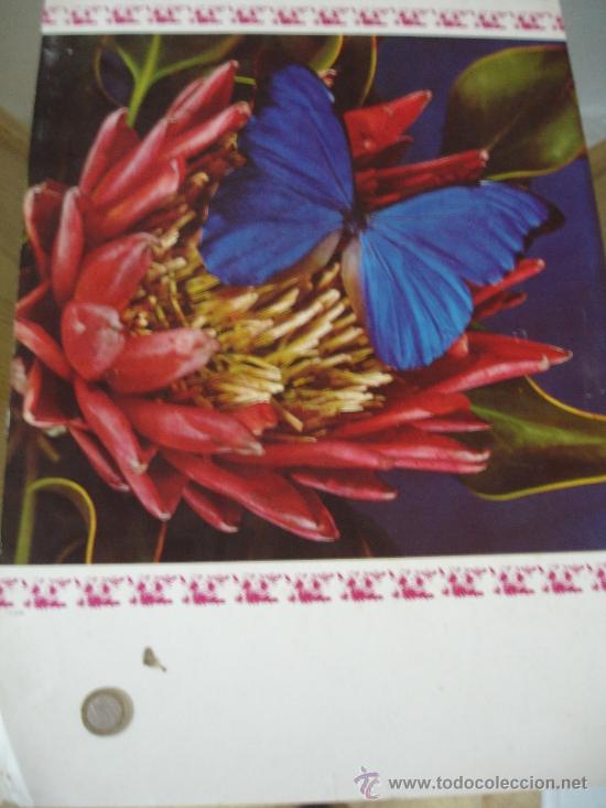 Arte: Lamina mariposa - Foto 1