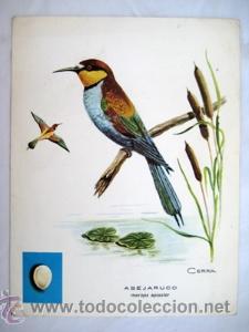 Arte: L&aacute;mina : Abejaruco - Merops Apiaster. CERRA (Dib) - Foto 1