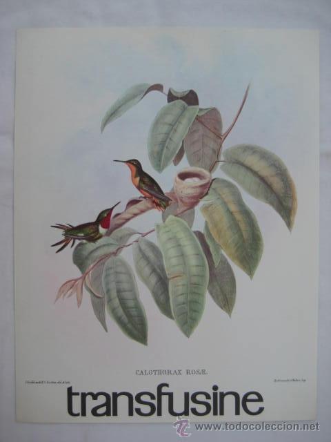 Arte: L&aacute;mina: CALOTHORAX ROSAE - Foto 1
