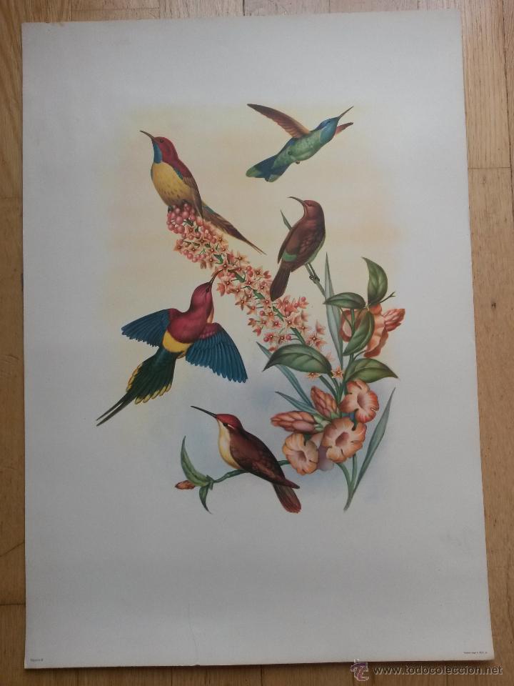 Art: Lamina pajaros y flores 50 x 34,5 cms. buen papel