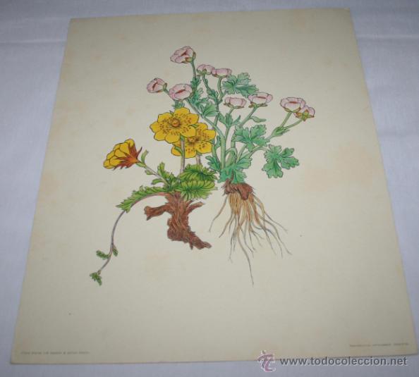 Kunst: BONITA LAMINA DE PLANTAS Y FLORES, BOTANICA - FLORE ALPINE 1/8 VANNTER & JULIUS KUNSTV
