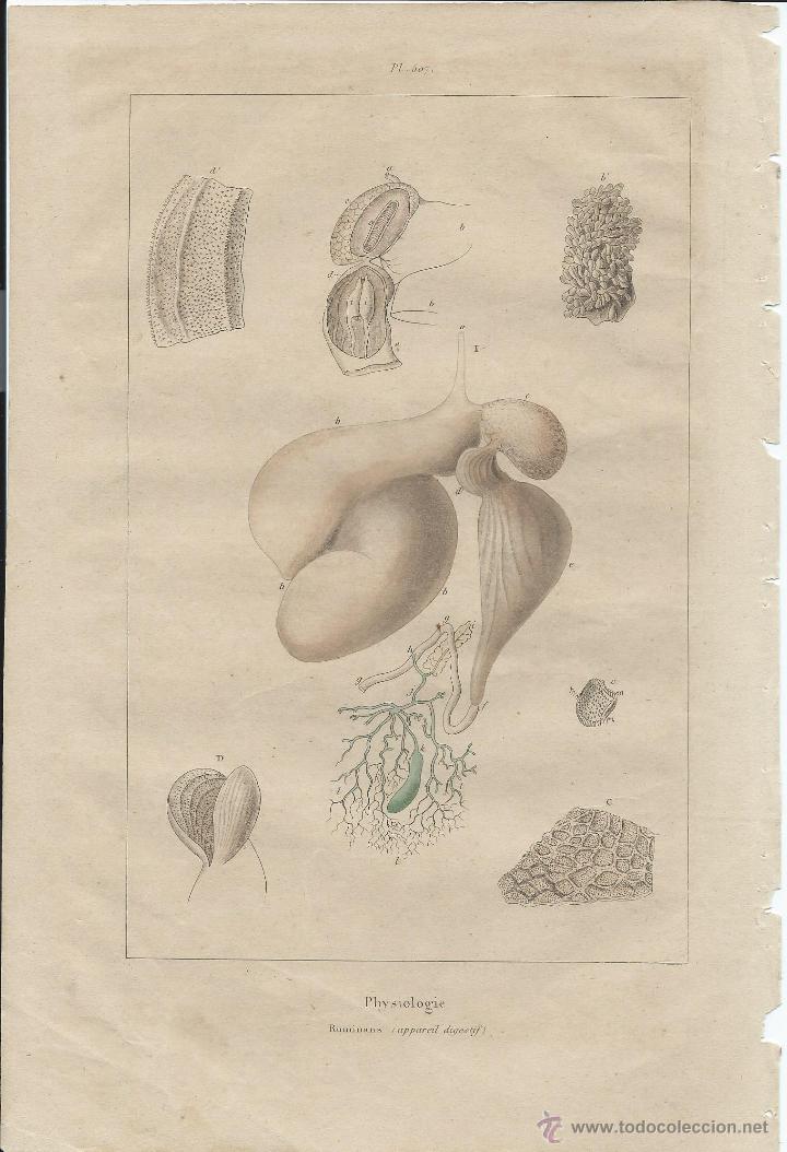 Arte: L&Aacute;MINA 507. PHYSIOLOGIE. RUMIANTES, AP. DIGESTIVO. LIT. ILUMINADA A MANO ACUARELA. S XIX.