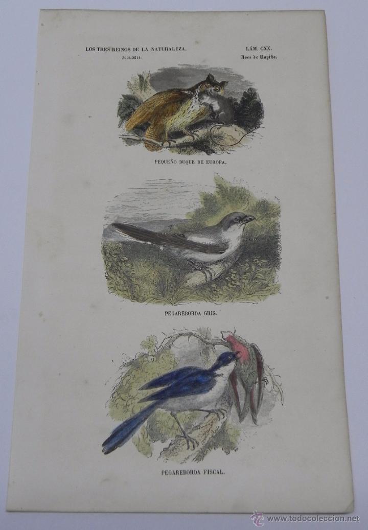Art: LAMINA DE AVES DE RAPI&Ntilde;A BUFFON, 1857 CORRESPONDIENTES AL TOMO DE BUFFON, MUSEO PINTORESCO DE HIS