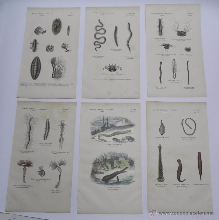 Art: 6 LAMINAS DE ANNELIDOS BUFFON, 1857 CORRESPONDIENTES AL TOMO DE BUFFON, MUSEO PINTORESCO DE HISTORIA