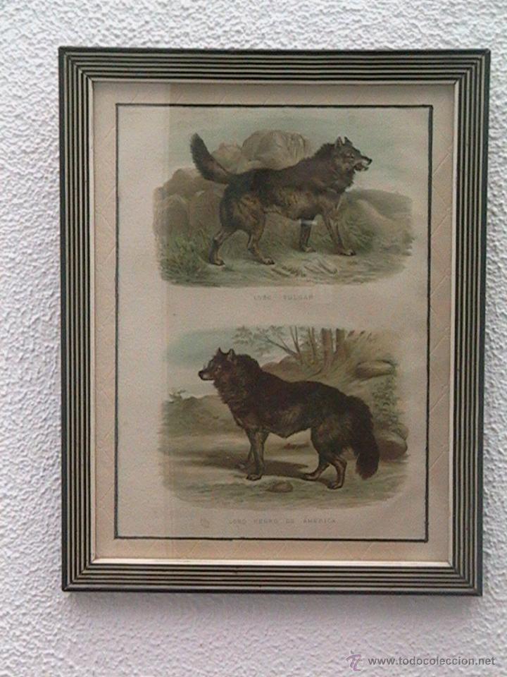 Arte: lobos ib&eacute;ricos canis lupus - Foto 1