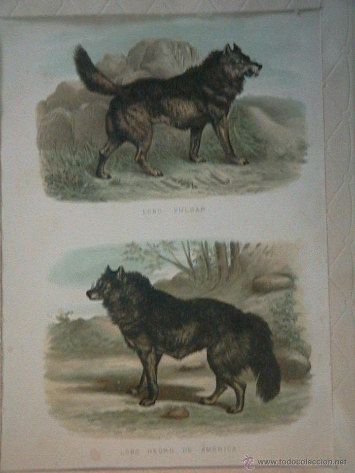 Arte: lobos ib&eacute;ricos canis lupus - Foto 2