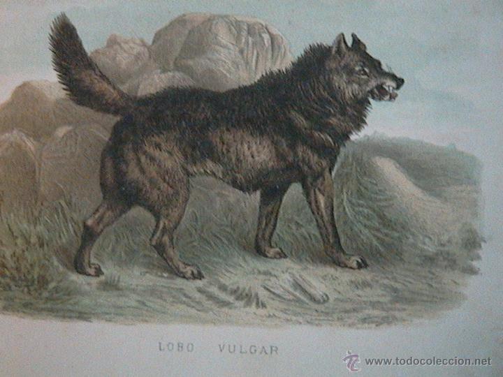 Arte: lobos ib&eacute;ricos canis lupus - Foto 3